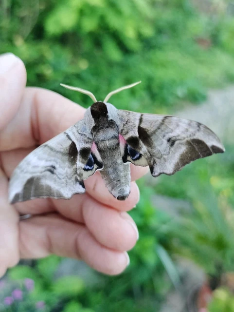 Smerinthus ocellatus - esti pávaszem