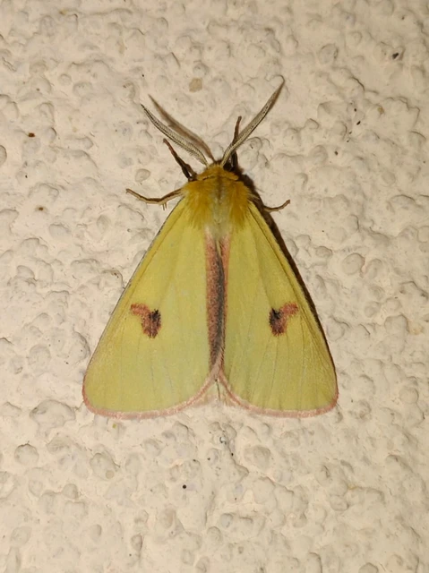 Diacrisia sannio - vörösszélű medvelepke