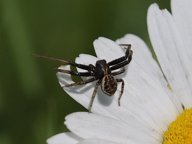 Xysticus