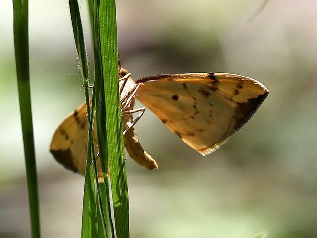 Eulithis pyraliata - sárga galajaraszoló