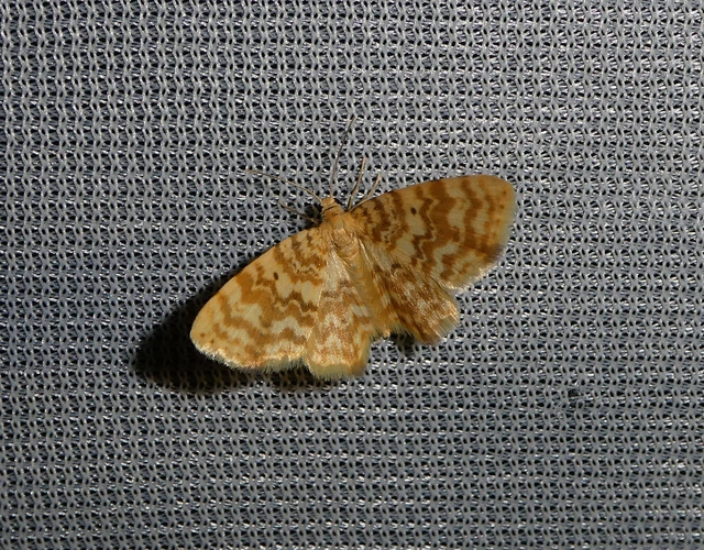 Hydrelia flammeolaria - narancssárga araszoló