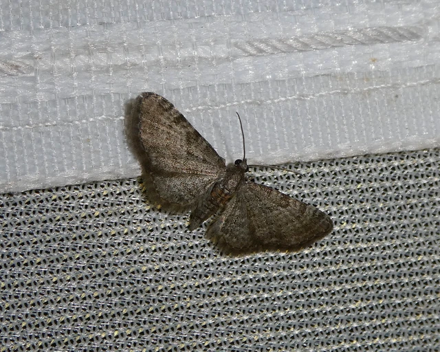 Eupithecia haworthiata - rozsdástestű törpearaszoló