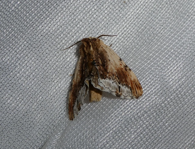 Ptilodon cucullina - csuklyás púposszövő