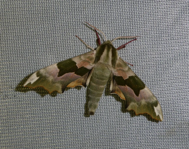 Mimas tiliae - hársfaszender