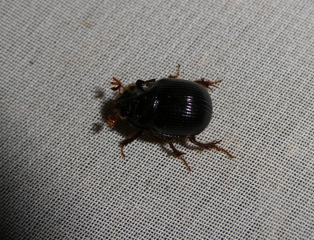 Odonteus armiger - mozgószarvú álganéjtúró
