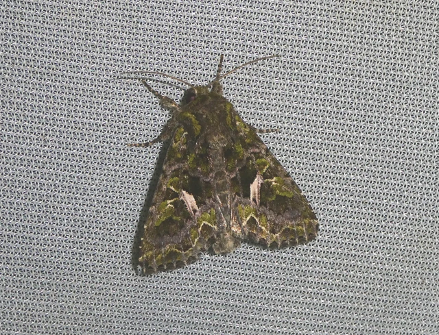 Trachea atriplicis - nyári zöldbagoly