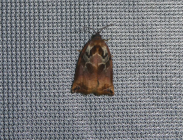 Archips podana - dudvarágó sodrómoly