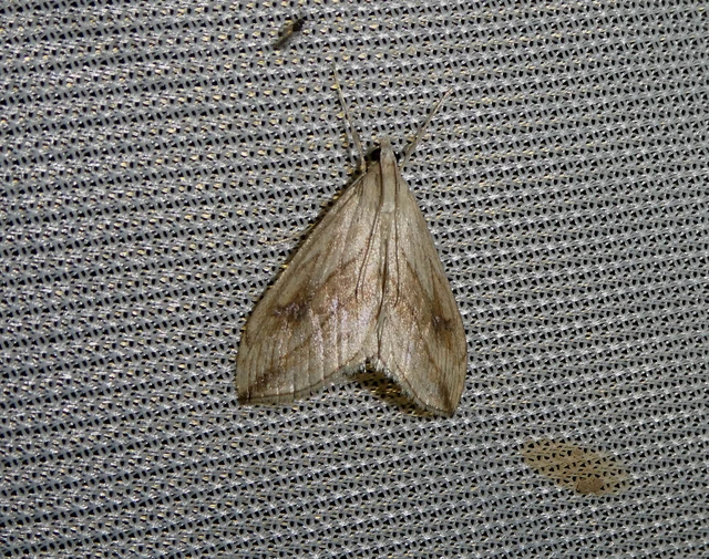 Evergestis forficalis - veteménymoly