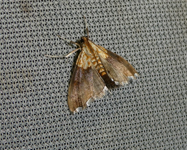 Agrotera nemoralis - ligeti tűzmoly