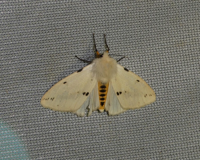 Spilarctia lutea - sárgás medvelepke