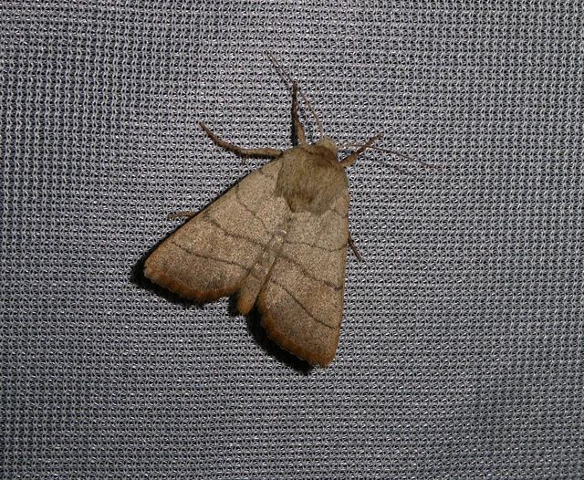 Charanyca trigrammica - háromsávos lombbagoly