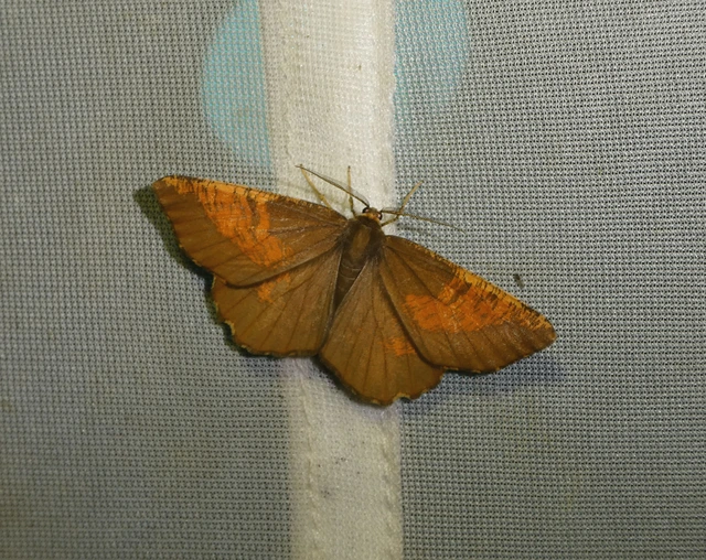 Angerona prunaria - sárga kökényaraszoló
