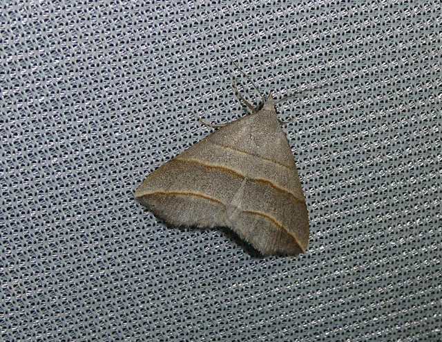Colobochyla salicalis - háromsávos törpebagoly