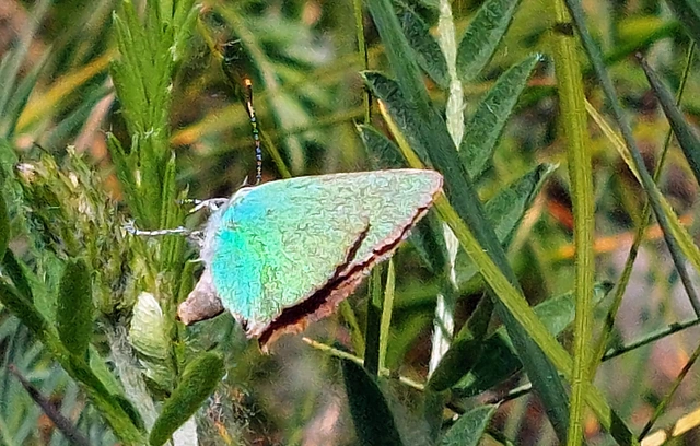 Callophrys rubi - zöldfonákú lepke