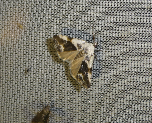 Ponometia candefacta - parlagfűbagoly