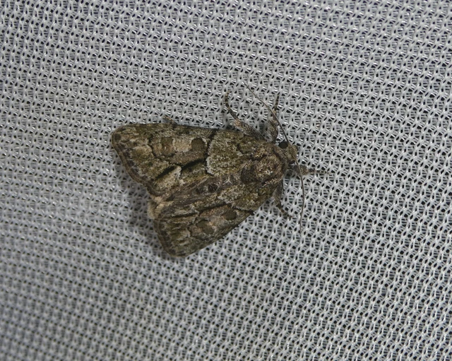 Cryphia fraudatricula - homoki zuzmóbagoly
