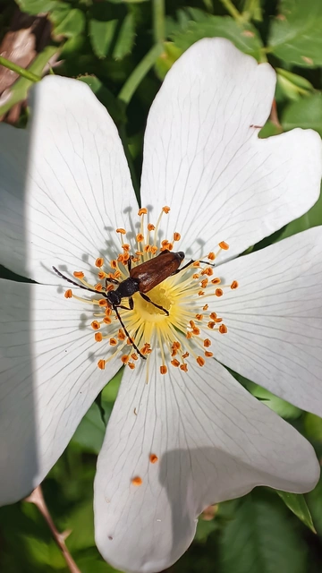 Stictoleptura maculicornis - tarkacsápú virágcincér