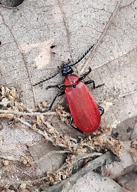 Pyrochroa coccinea - nagy bíborbogár