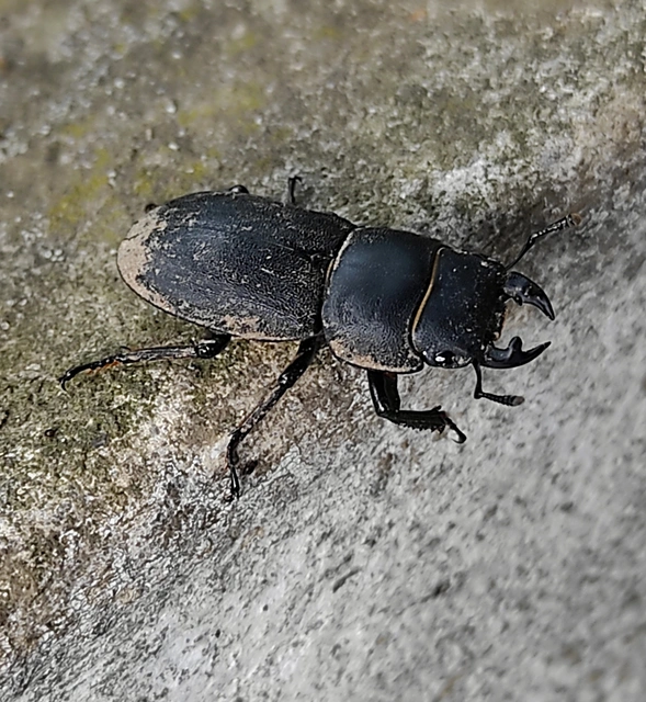 Dorcus parallelipipedus - kis szarvasbogár