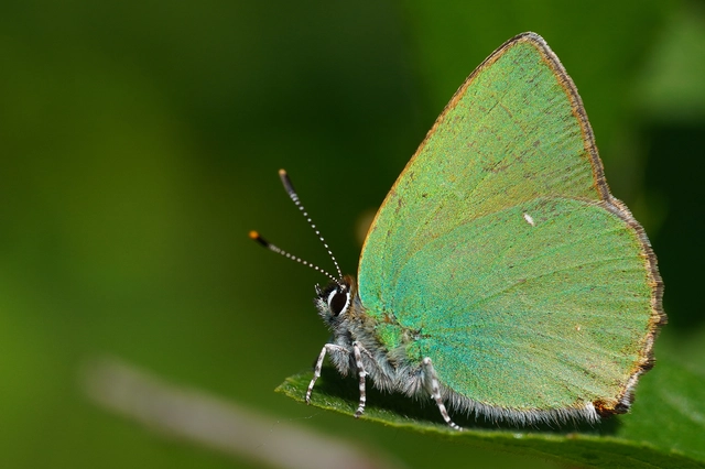 Callophrys rubi - zöldfonákú lepke