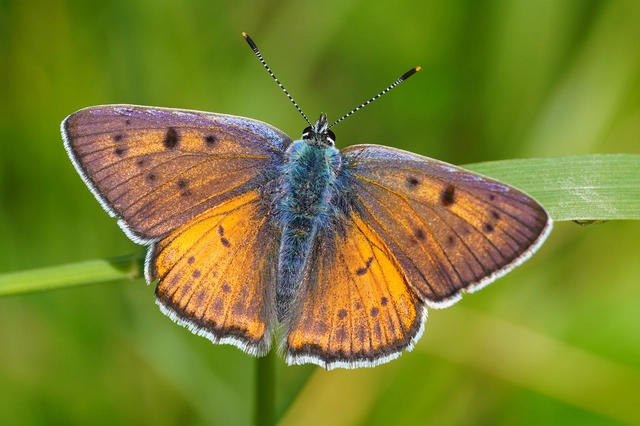 Lycaena alciphron - ibolyás tűzlepke