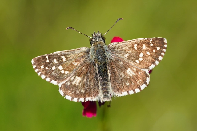 Pyrgus armoricanus - feles busalepke