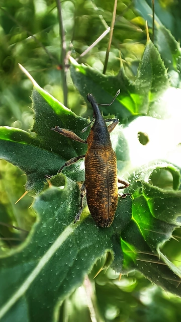 Lixus pulverulentus - mályvafúró dudvabarkó Lixus pulverulentus - mályvafúró dudvabarkó