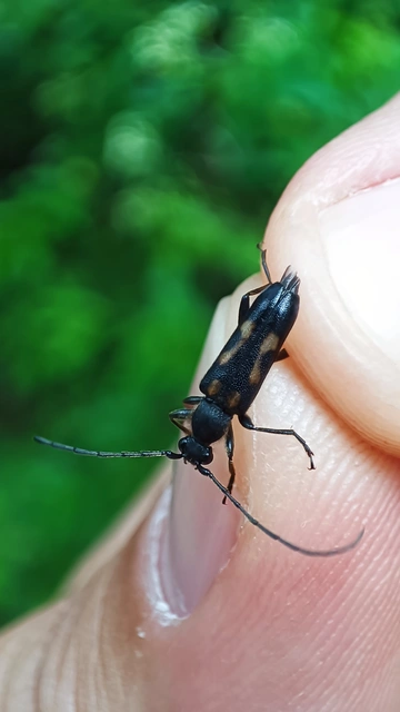 Anoplodera sexguttata - foltos virágcincér