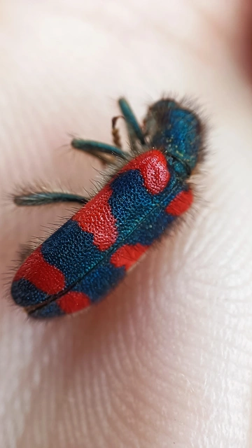 Trichodes favarius - hatfoltos méhészbogár