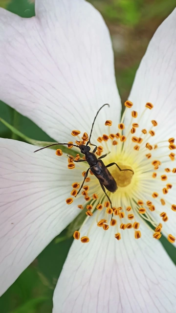 Anoplodera sexguttata - foltos virágcincér