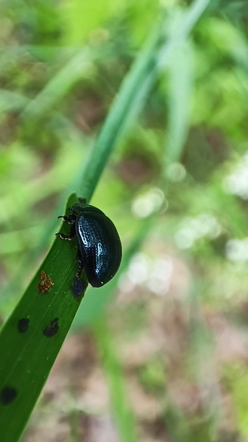 Chrysolina oricalcia - bronzos levélbogár