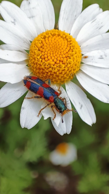 Trichodes favarius - hatfoltos méhészbogár