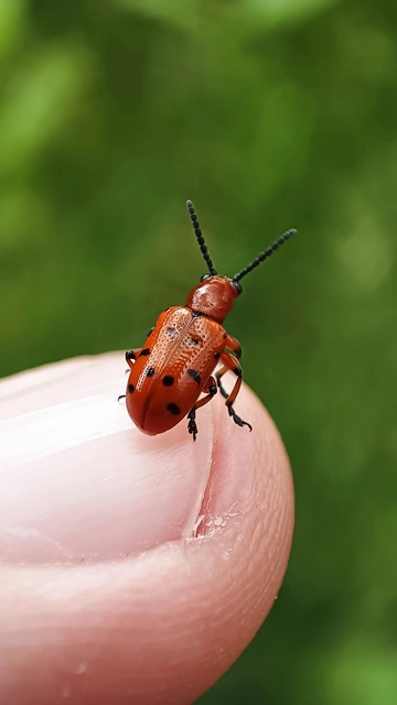 Crioceris duodecimpunctata - tizenkétpontos spárgabogár