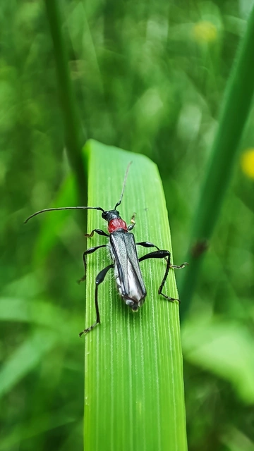 Callimoxys gracilis - frakkos cincér