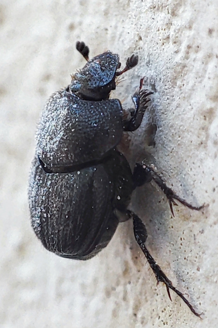 Onthophagus semicornis - üreglakó trágyatúró
