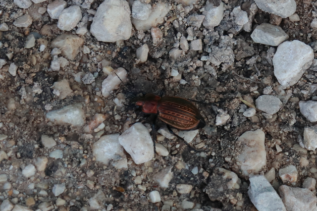 Carabus ulrichii - rezes futrinka Carabus ulrichii - rezes futrinka