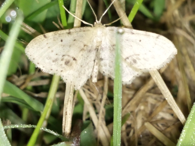 Idaea dimidiata - gyakori apróaraszoló