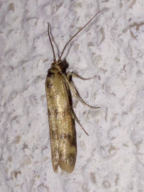 Homoeosoma sinuella - agyagsárga karcsúmoly