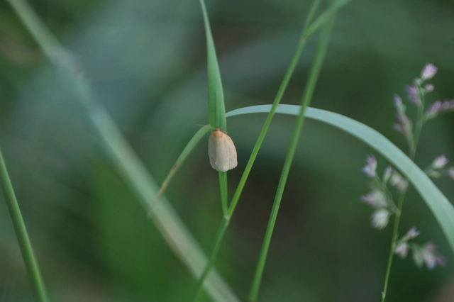 Aphelia paleana - sápadt sodrómoly