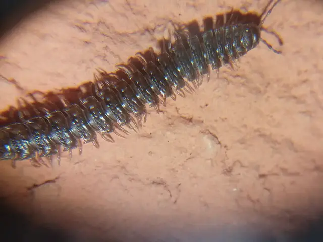 Diplopoda - Ikerszelvényesek