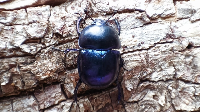 Trypocopris vernalis - tavaszi álganéjtúró