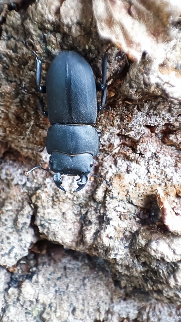 Dorcus parallelipipedus - kis szarvasbogár