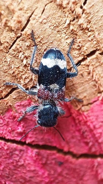 Clerus mutillarius - feketenyakú szúfarkas