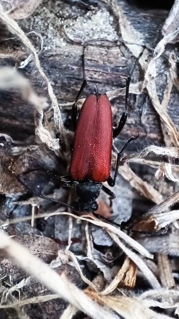 Anastrangalia sanguinolenta - kétszínű virágcincér