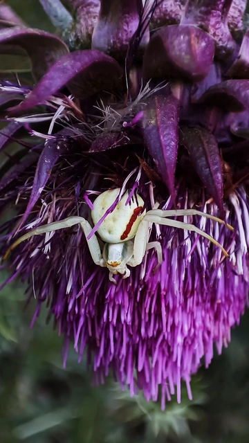 Misumena vatia - viráglakó karolópók