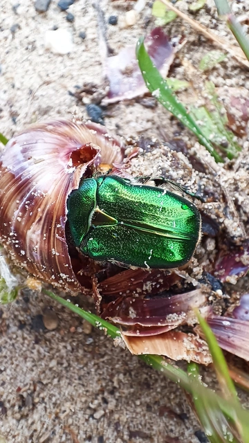 Cetonia aurata - aranyos virágbogár