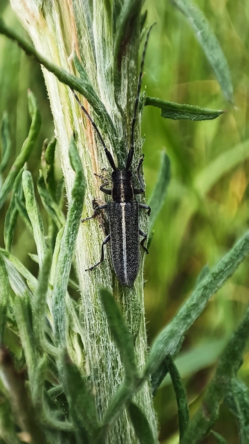 Agapanthia cardui - sávos bogáncscincér