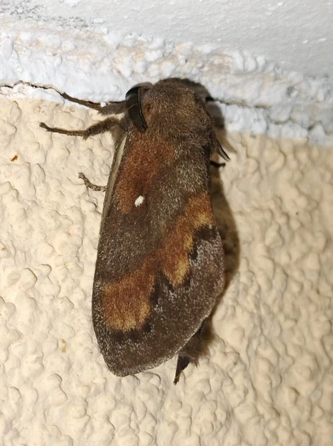 Dendrolimus pini - fenyőpohók