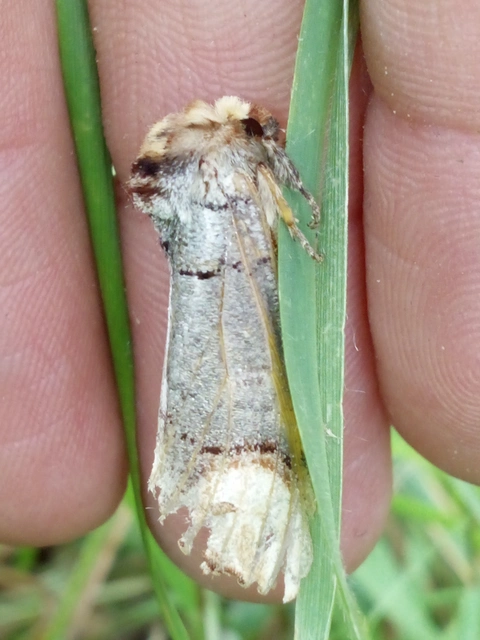 Phalera bucephala - sárgafoltos púposszövő