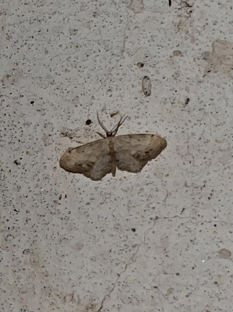Idaea dimidiata - gyakori apróaraszoló